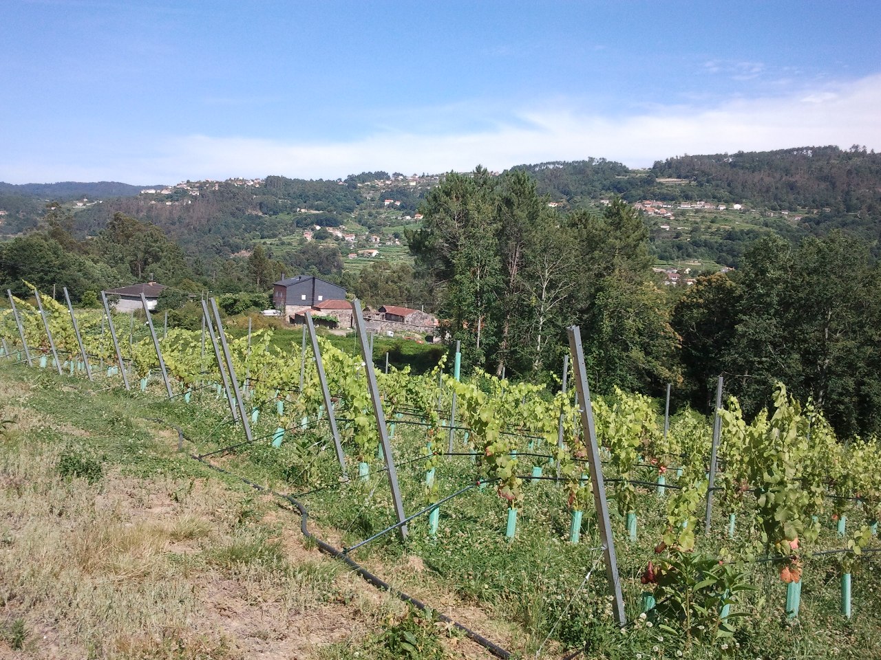 Vista del viñedo As Furnias